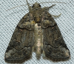 Bryophila ravula