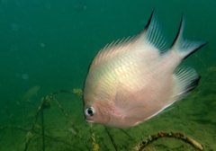Amblyglyphidodon indicus