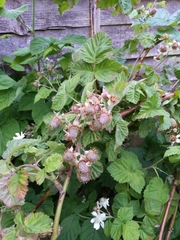 Rubus × loganobaccus