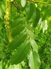 Pterocarya