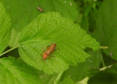 Cantharis livida