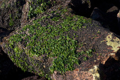Ulva rigida