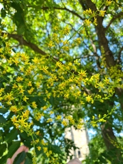 Koelreuteria paniculata