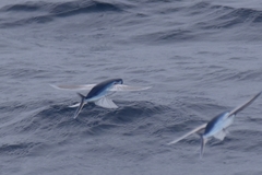 Cheilopogon melanurus