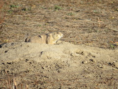 Cynomys ludovicianus