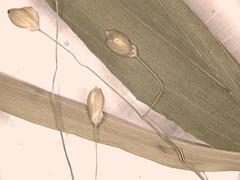 Dichanthelium commutatum