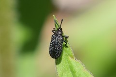 Microrhopala excavata