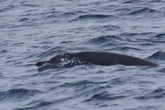 Mesoplodon europaeus