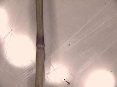 Dichanthelium commutatum