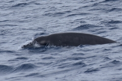 Mesoplodon europaeus