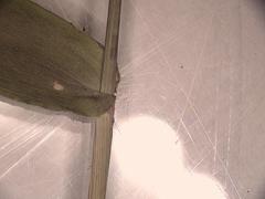 Dichanthelium commutatum