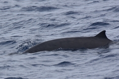 Mesoplodon europaeus