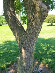 Koelreuteria paniculata