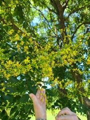 Koelreuteria paniculata