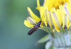 Oedemera pthysica