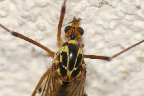 Spoilertijger, photo 5 of 7
