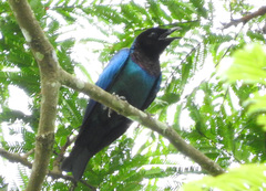 Hylopsar purpureiceps