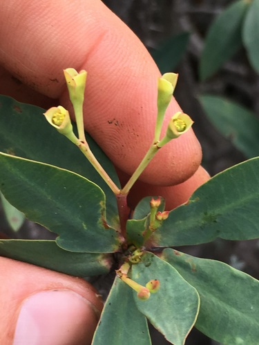 Euphorbia ambarivatoensis