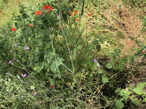 Agrostemma githago