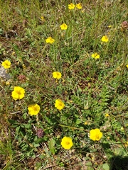 Helianthemum nummularium