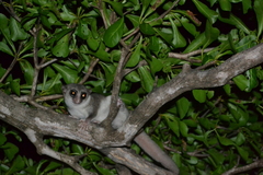 Cheirogaleus