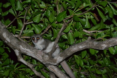 Cheirogaleus