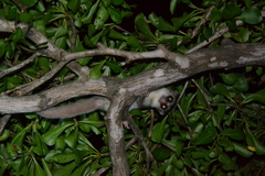 Cheirogaleus