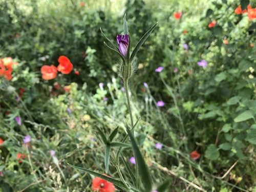 Agrostemma githago