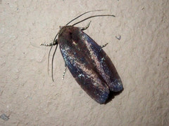 Elusa ceneusalis