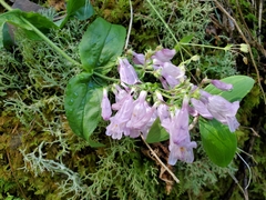 Penstemon canescens