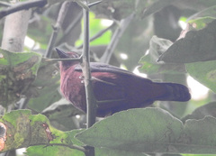 Nigrita bicolor image