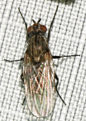 Neodexiopsis