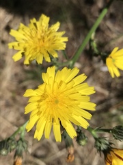 Crepis capillaris
