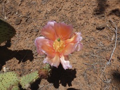 Opuntia aurea