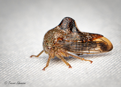 Telamona decorata