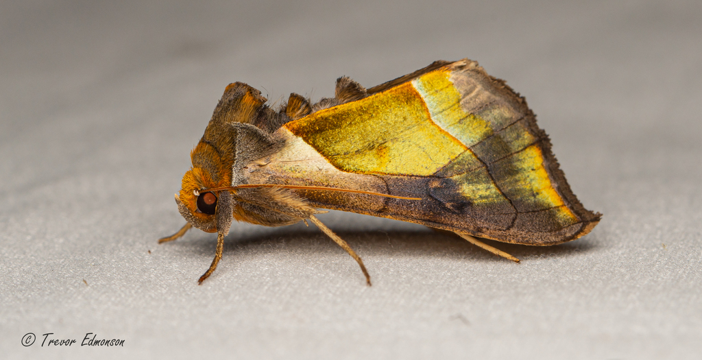 Hologram Moth