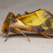 Hologram Moth - Photo (c) ksandsman, some rights reserved (CC BY), uploaded by ksandsman