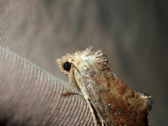 Elusa penanorum