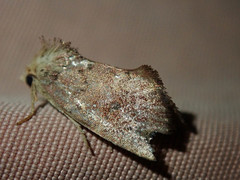Elusa penanorum