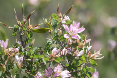 Bauhinia lunarioides
