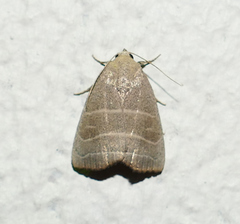 Bagisara rectifascia