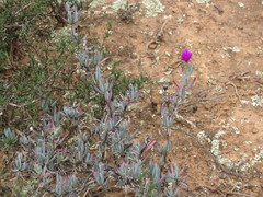 Lampranthus stayneri