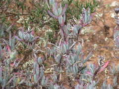 Lampranthus stayneri