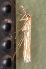 Eufernaldia cadarellus