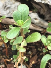 Portulaca oleracea image