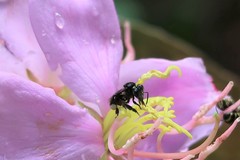 Homotrigona apicalis