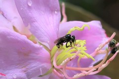 Homotrigona apicalis