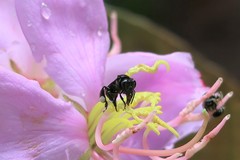 Homotrigona apicalis