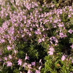Thymus caespititius