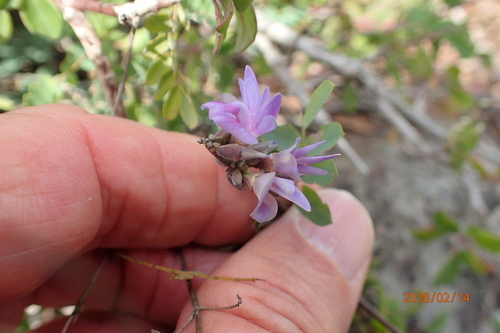 Image of Abrus laevigatus by no rights reserved